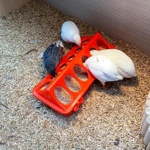 Automatic Chicken Feeder Dispenser